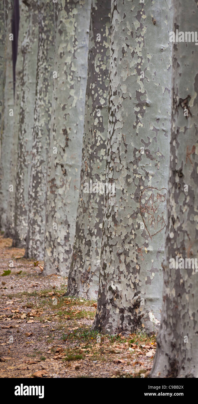 Piano inglese tronchi di alberi con cuore amore graffiti Foto Stock