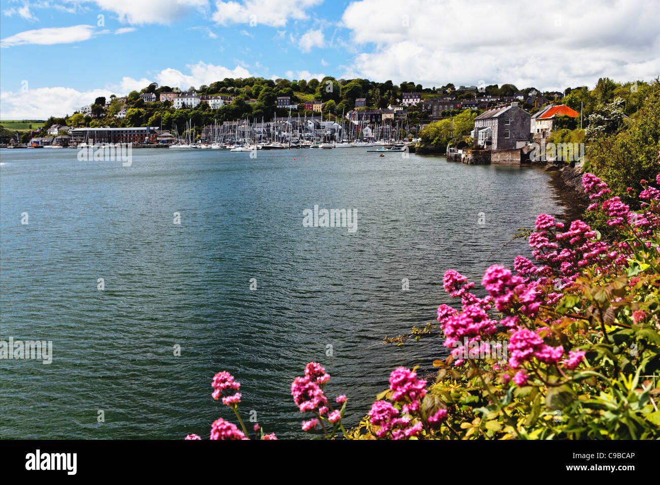 Blooming Woldflowers lungo il Porto, Kinsale, County Cork, Repubblica di Irlanda Foto Stock