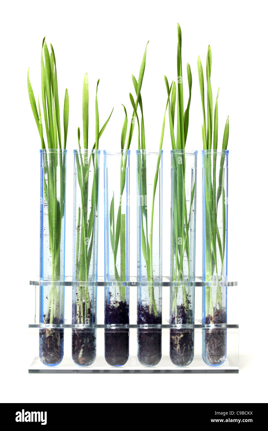 Erba che cresce in tubi di prova Foto Stock