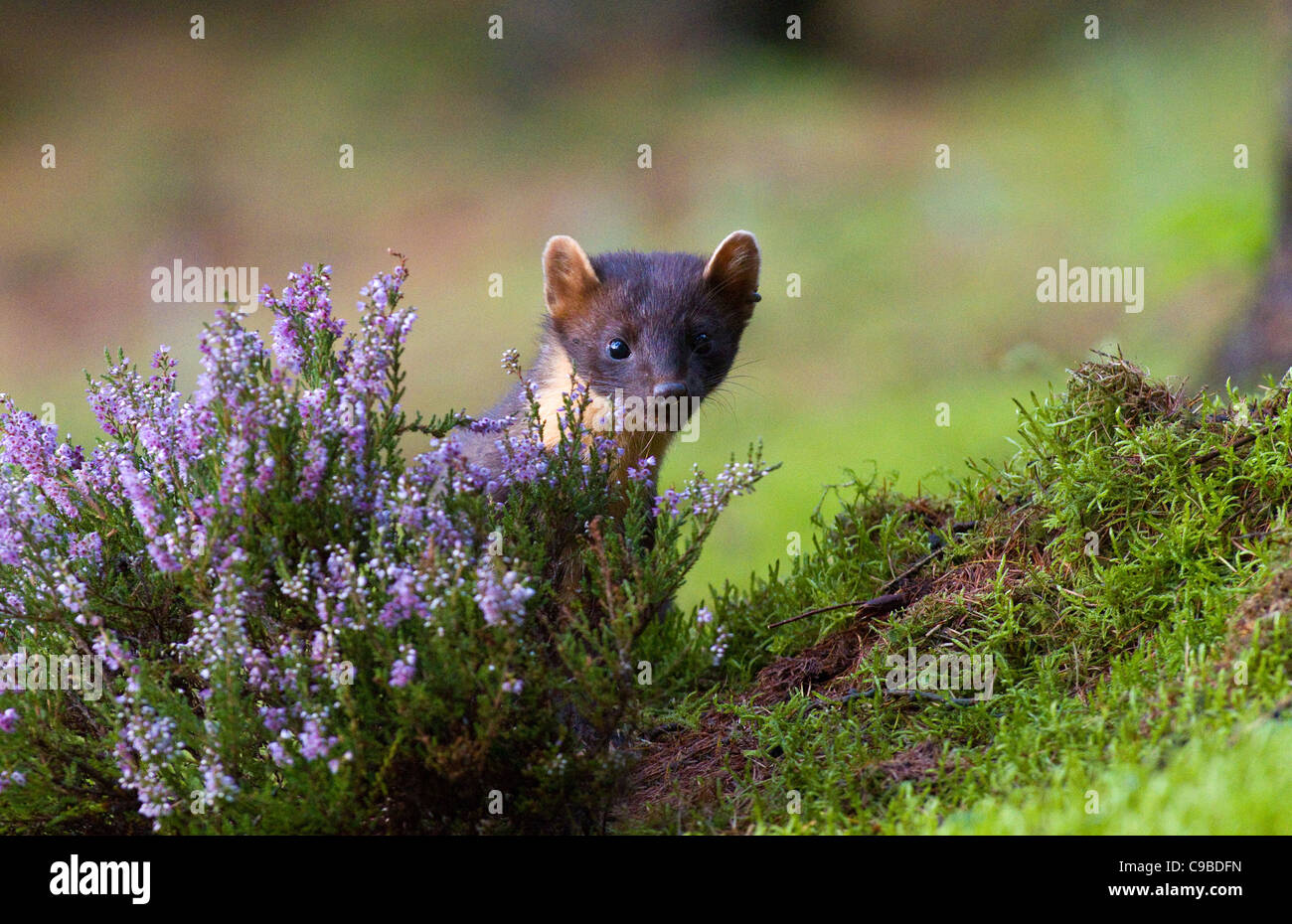 Martora(Martes martes),Co Louth, Irlanda Foto Stock