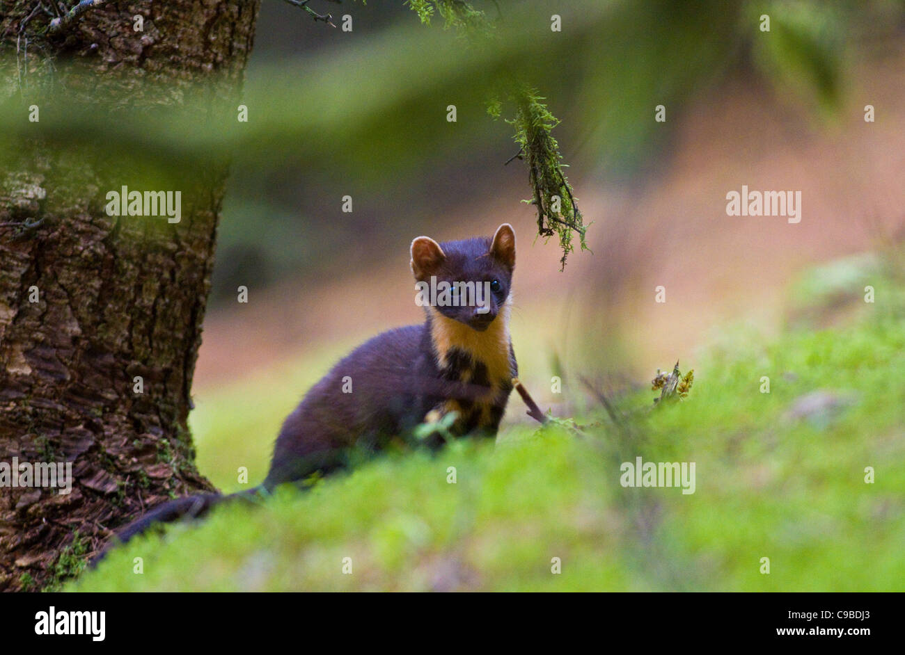Martora(Martes martes),Co Louth, Irlanda Foto Stock