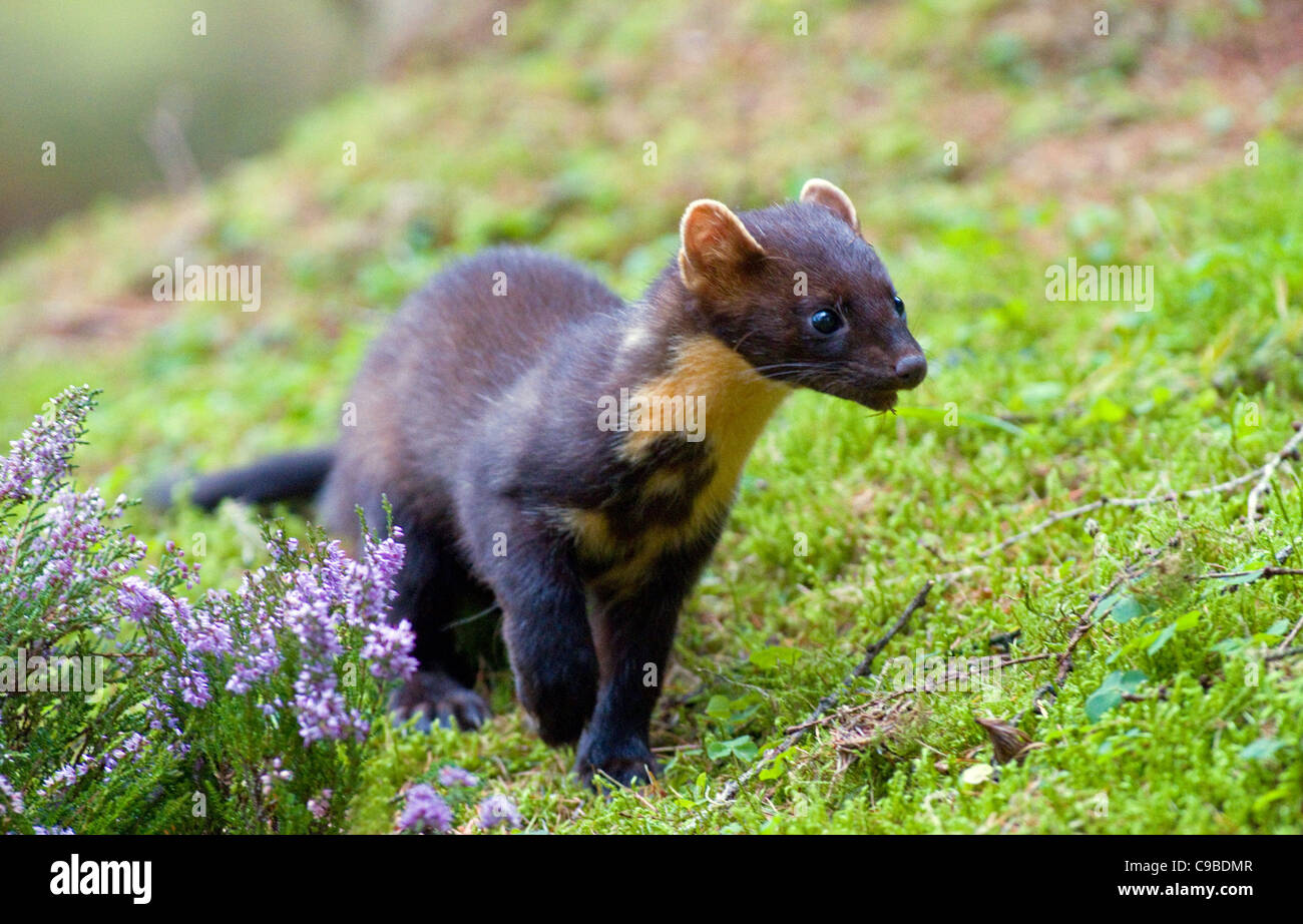 Martora(Martes martes),Co Louth, Irlanda Foto Stock