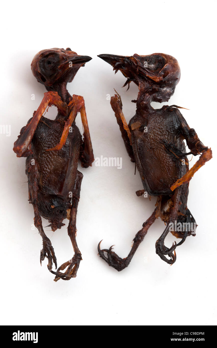 Uccelli canori fritti cotti venduti nei mercati di strada di Phnom Penh, Cambogia, un esempio di cibo strano o strano mangiato da persone di tutto il mondo Foto Stock
