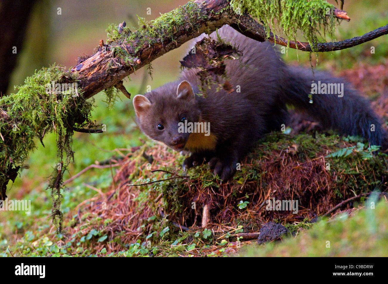 Martora(Martes martes),Co Louth, Irlanda Foto Stock
