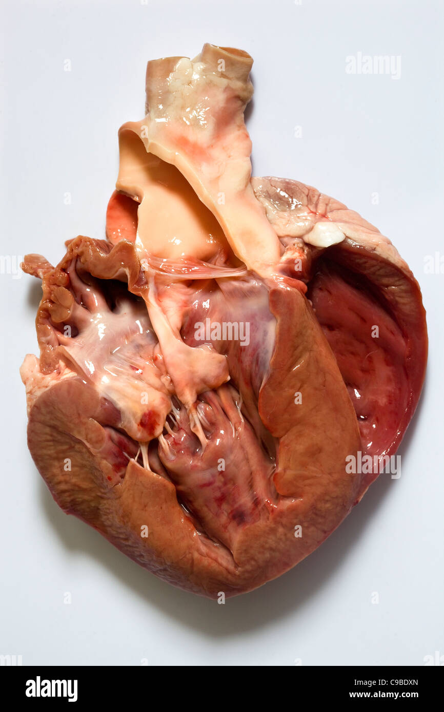 Pigs Heart - un esempio dello strano o strano cibo mangiato dalle persone di tutto il mondo Foto Stock
