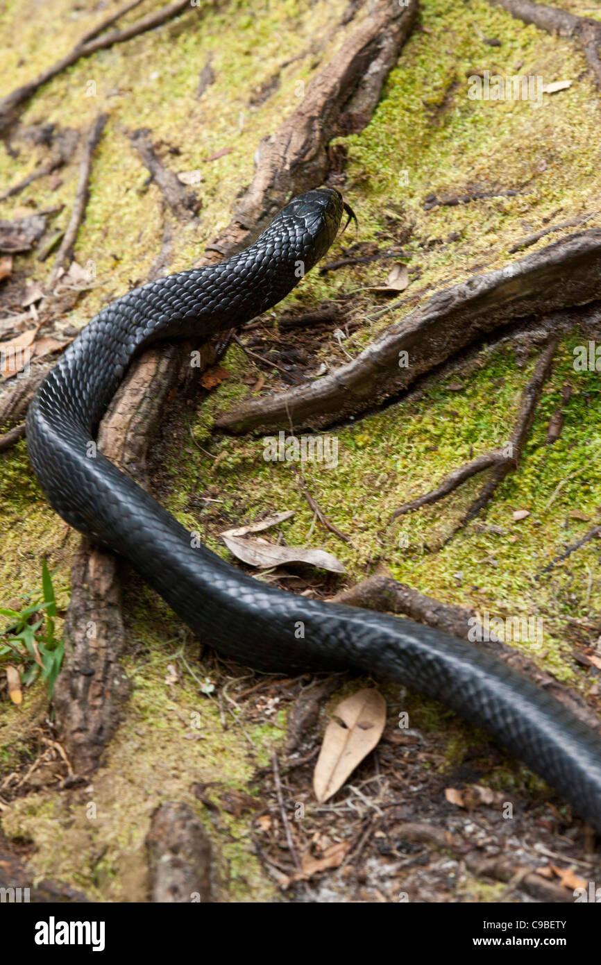 Eastern Indigo snake strisciando attraverso il terreno in Florida Foto Stock