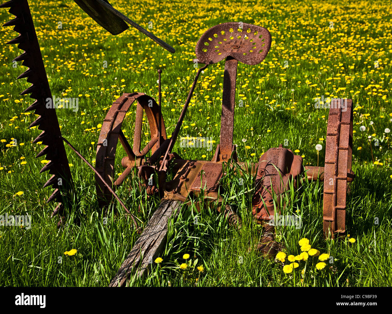 Primo piano storico strumento di giardinaggio tagliafieno, prato dandelion fiori selvatici in una fattoria a Monroe Twp., New Jersey, Stati Uniti, dente di leoni strumenti giardino d'epoca Foto Stock