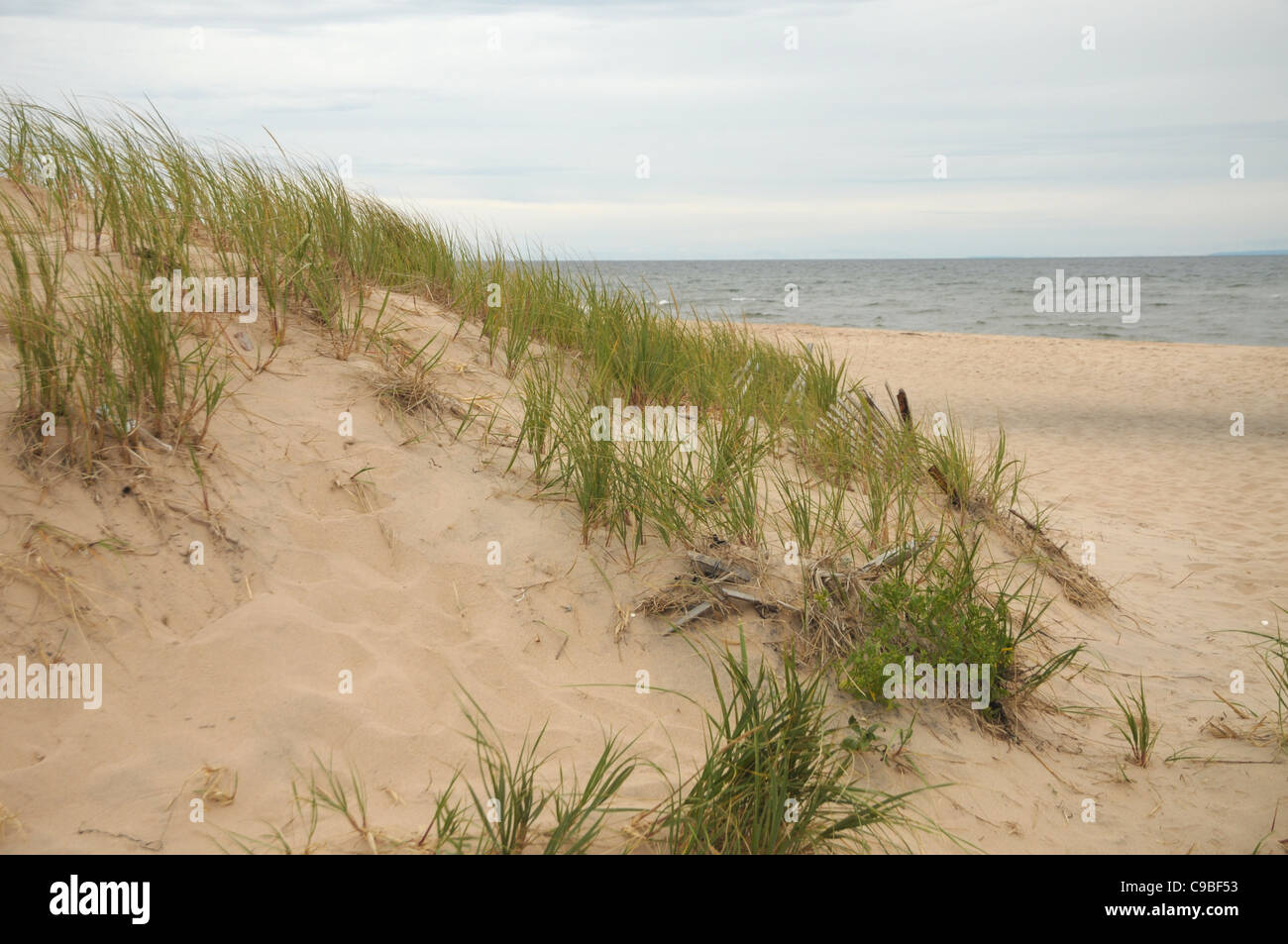 Spiaggia colpi di erba in win lungo il punto rosso sulla spiaggia di Prince Edward Island. Foto Stock