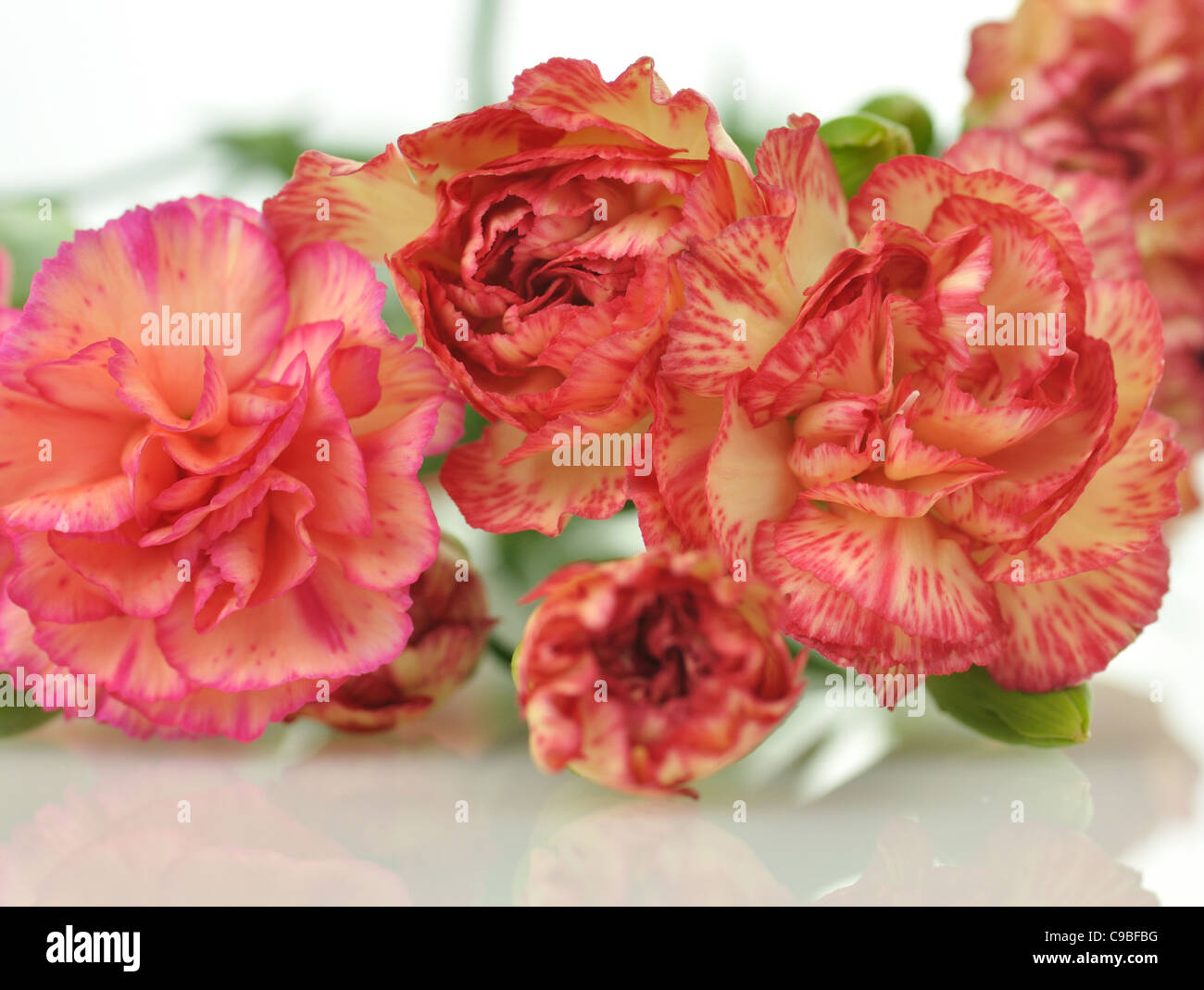 Rosa e Rosso dei fiori di garofano , close up shot Foto Stock