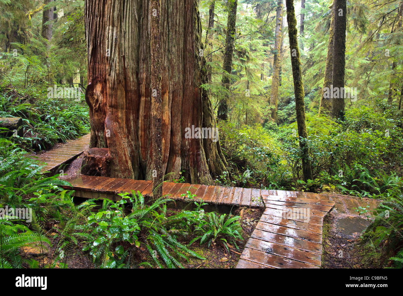 Sentiero della foresta pluviale, Pacific Rim National Park, l'isola di Vancouver, British Columbia, Canada. Foto Stock