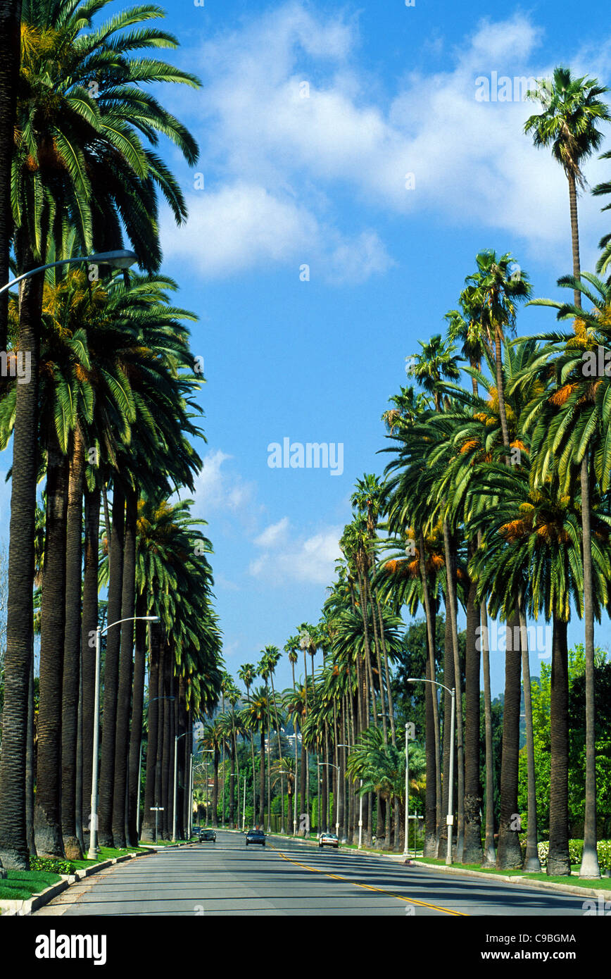 Le torreggianti palme line un elegante strada residenziale di Beverly Hills nel sud della California, Stati Uniti d'America. Foto Stock
