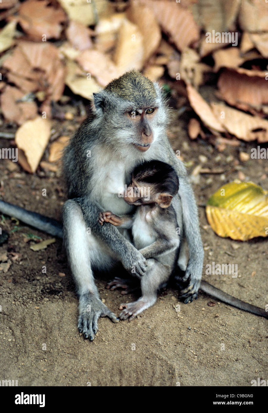 Una madre protettiva monkey infermieri la sua giovane bambino mentre seduto a terra con le loro code esteso a Bali, in Indonesia, nel sud-est asiatico. Foto Stock