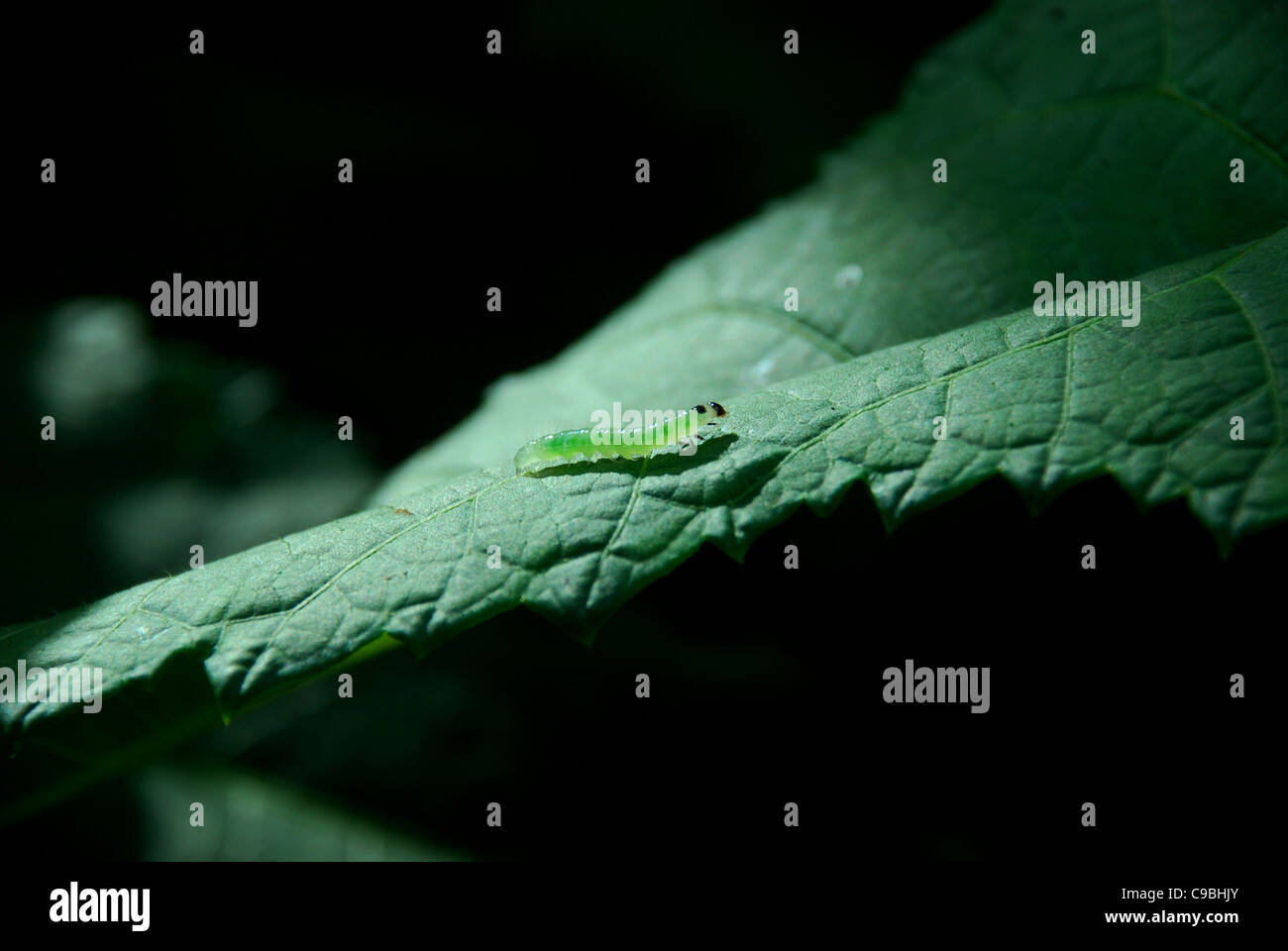 Caterpillar verde su una grande foglia con scuri o sfondo nero Foto Stock
