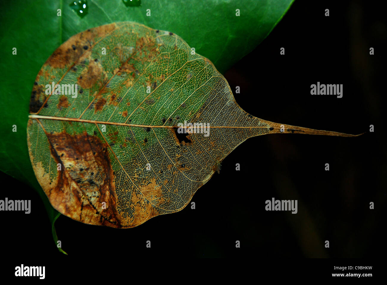 Banyan Tree foglie con sfondo nero Foto Stock