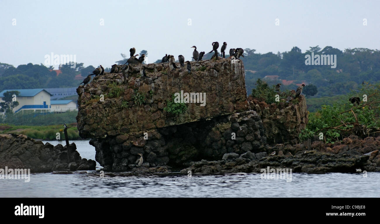 Waterside paesaggi con un sacco di uccelli vicino a Entebbe in Uganda (Africa) Foto Stock