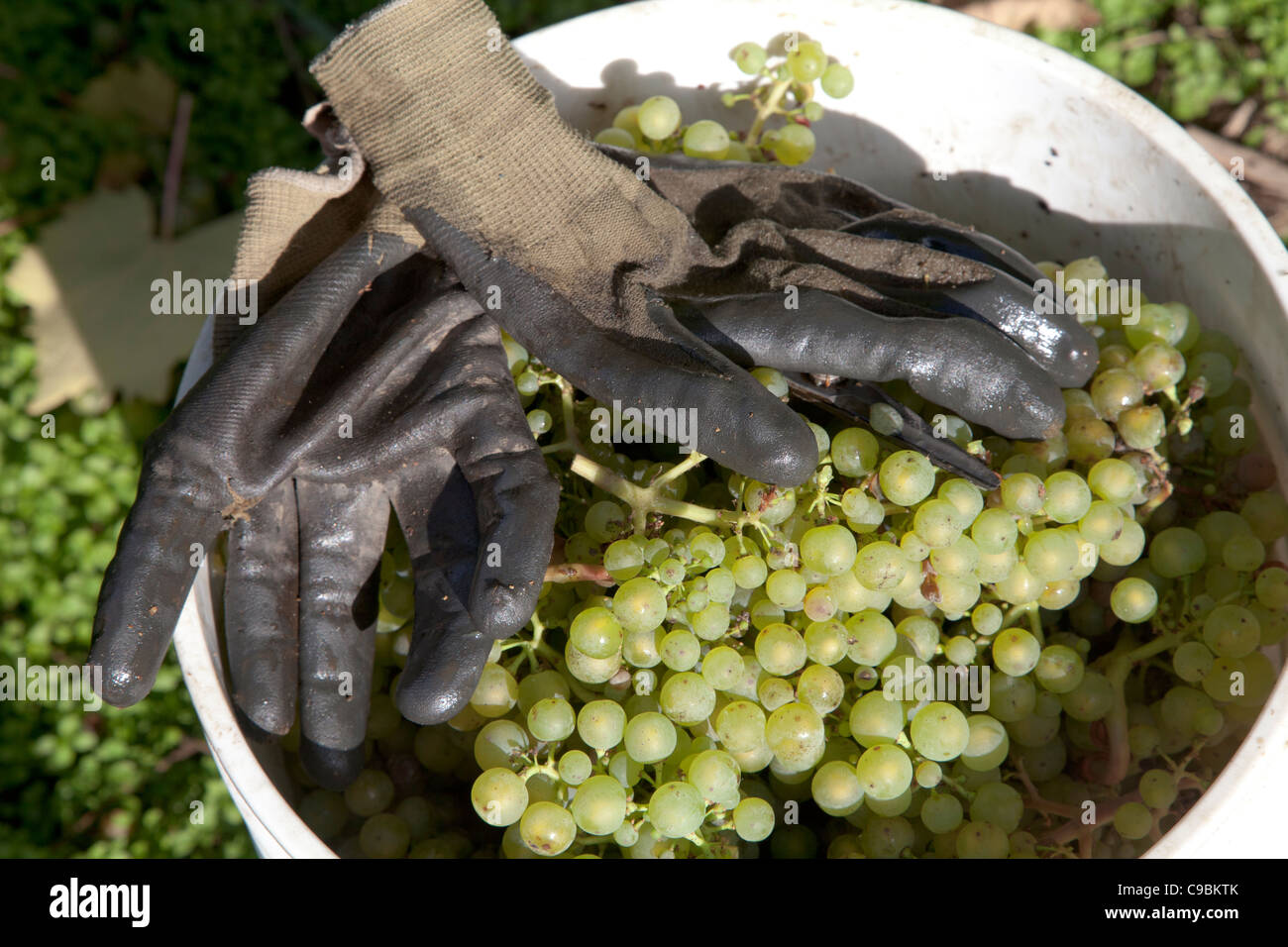 Paio di guanti su appena raccolto Madeleine Angevine uva. Foto Stock