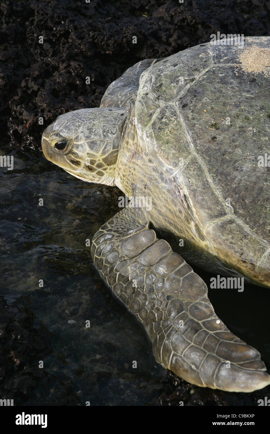 Africa, Guinea Bissau, tartaruga verde su pietra Foto Stock