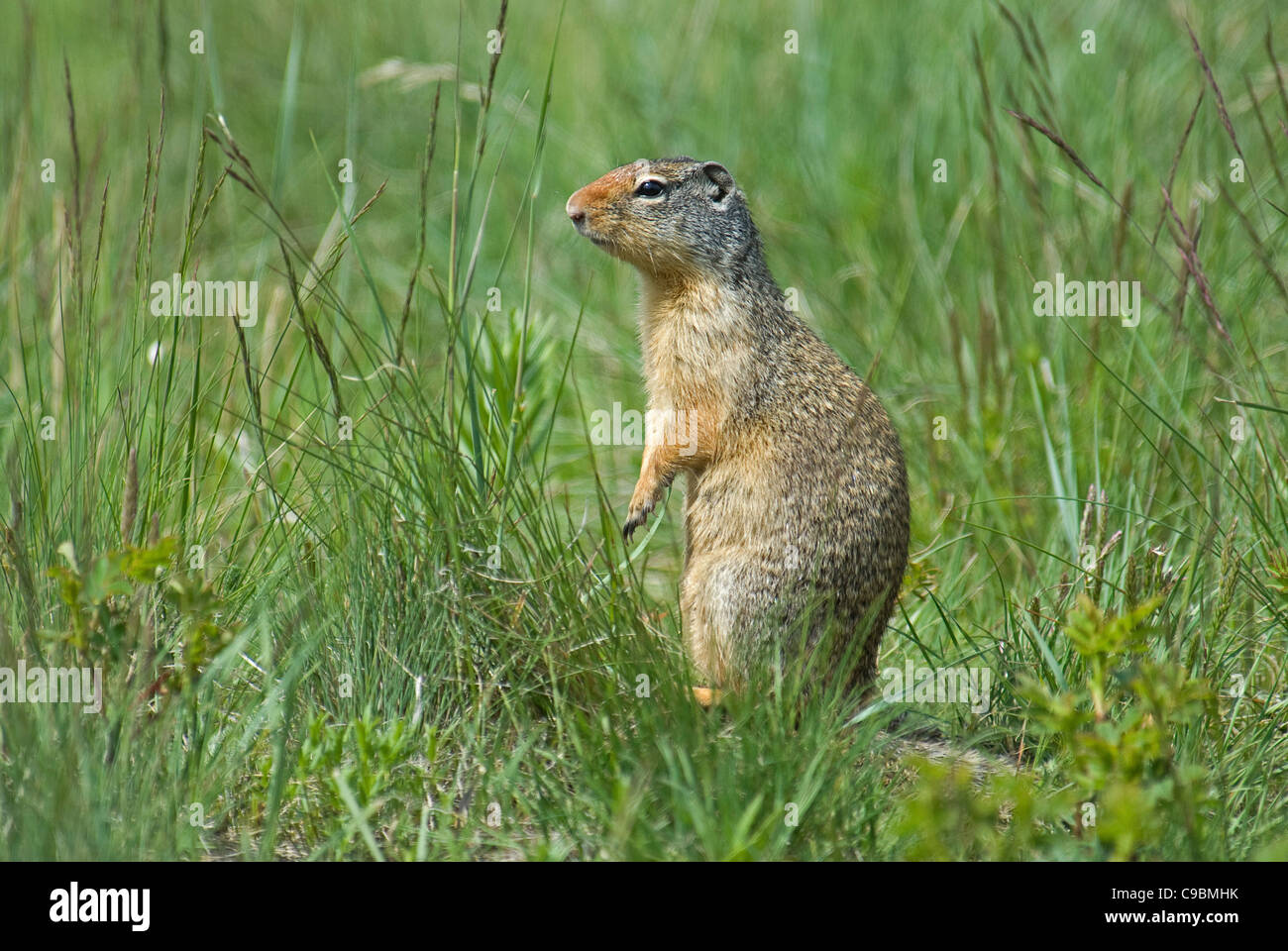 Canada, Alberta, Parco Nazionale dei laghi di Waterton, terra colombiana scoiattolo Spermophilus columbianus in erba in piedi sulle zampe posteriori Foto Stock