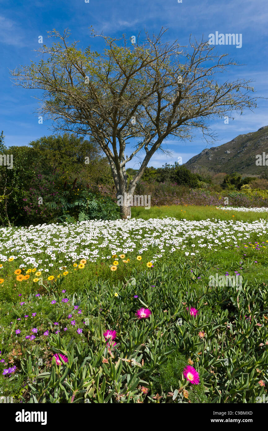 Visualizzazione di fiori in Kirstenbosch Botanical Garden, Città del Capo Sud Africa Foto Stock