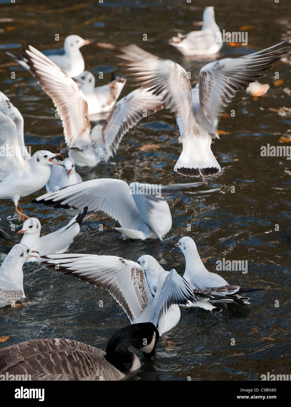 Gabbiani sulla alimentazione acqua Foto Stock