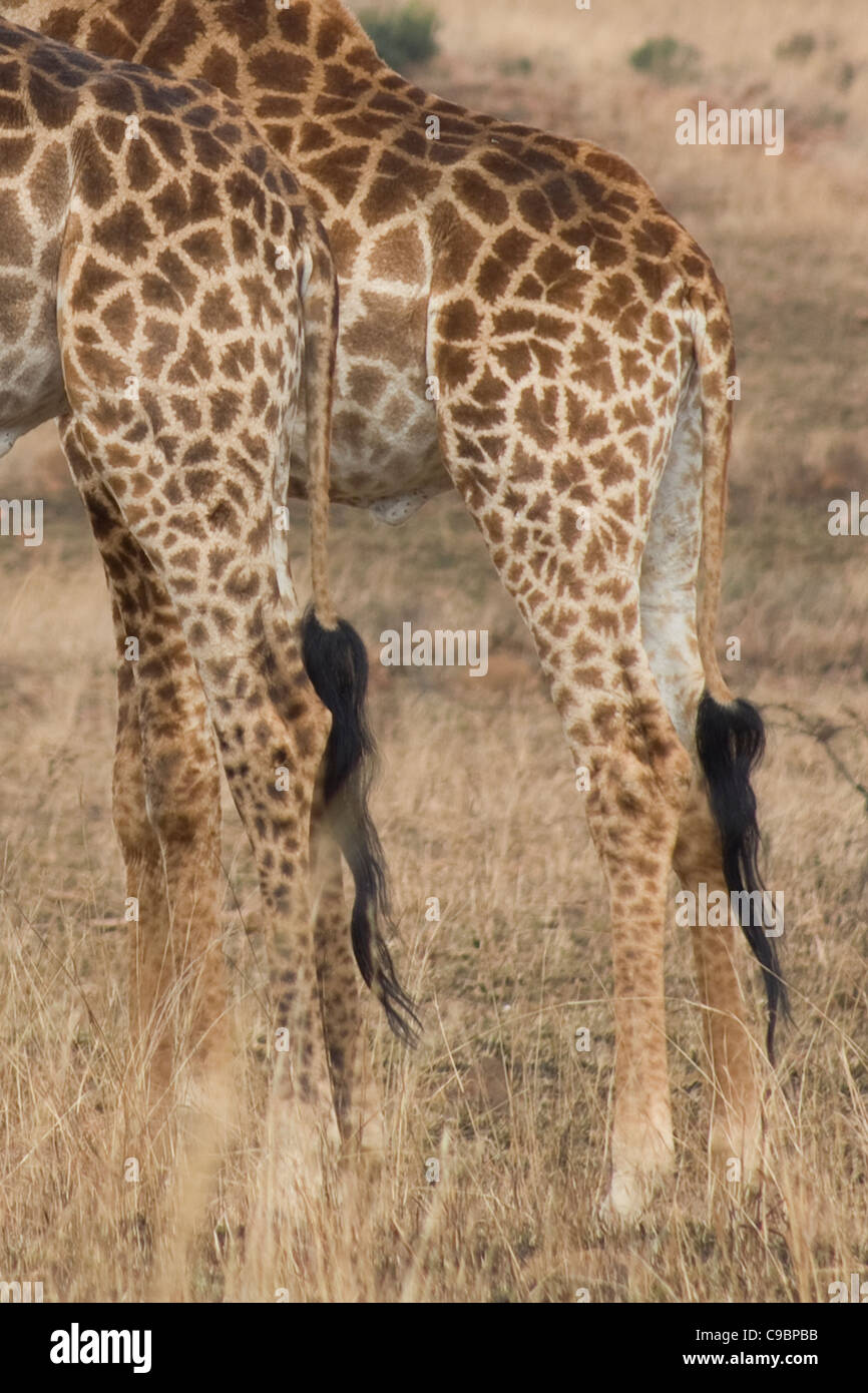 Stretto il raccolto di due giraffe (Giraffa camelopardalis), il Parco Nazionale Kruger, Mpumalanga Provincia, Sud Africa Foto Stock
