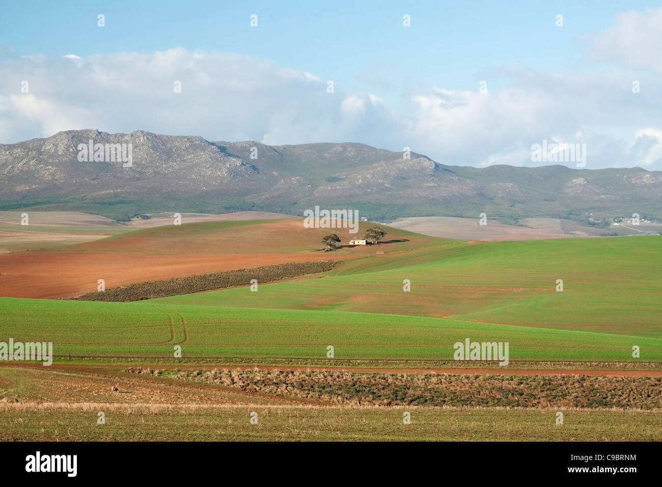 Wheatlands vicino a Caledon, Provincia del Capo Occidentale, Sud Africa Foto Stock