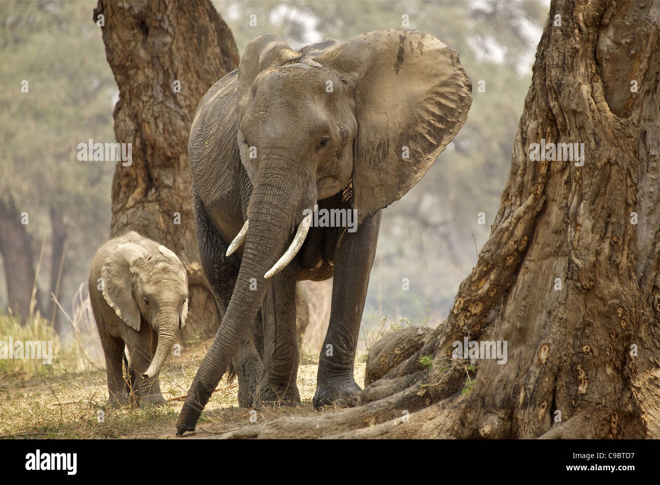 Bush africano Elefante africano (Loxodonta africana) la madre e il Bambino in legno, il Parco Nazionale di Mana Pools, Zimbabwe Foto Stock