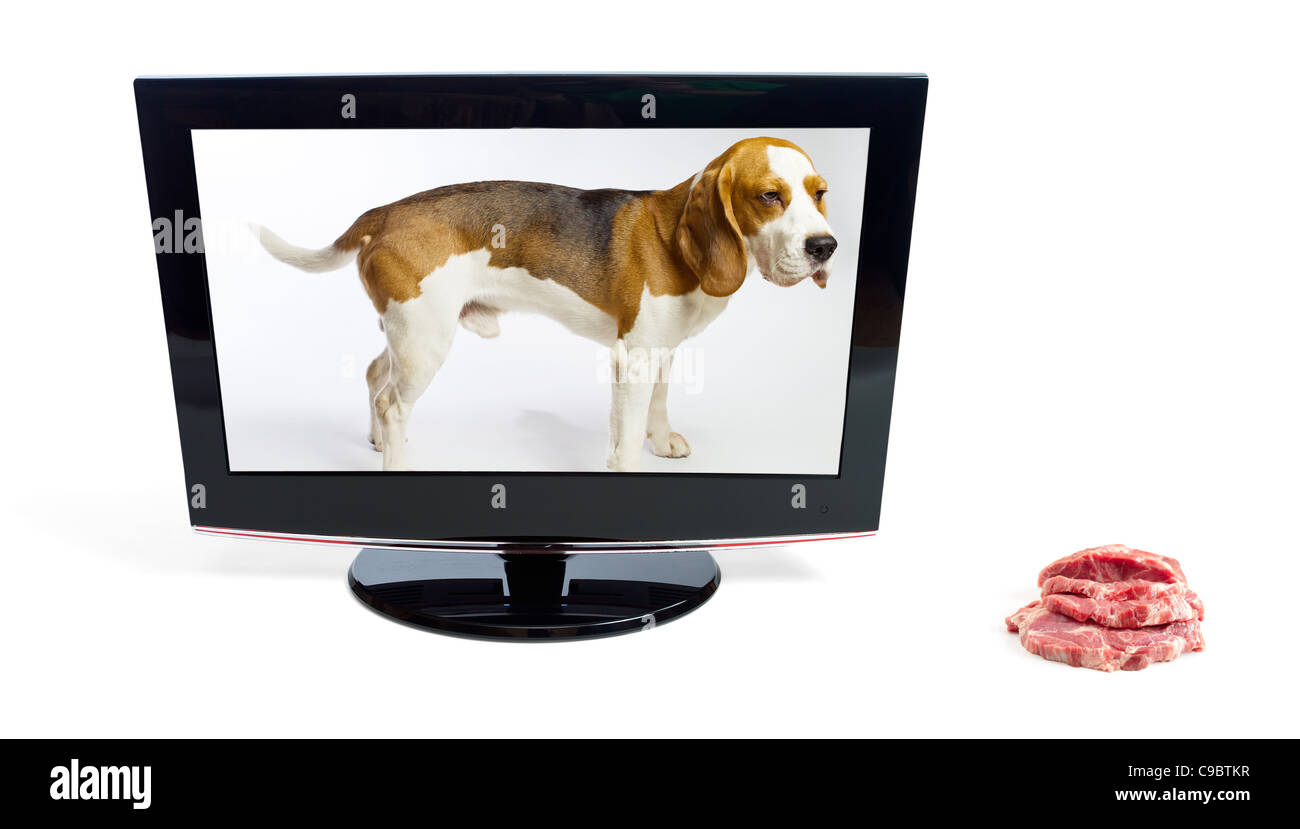 Il cane nel monitor guarda una carne,sfondo bianco. Foto Stock