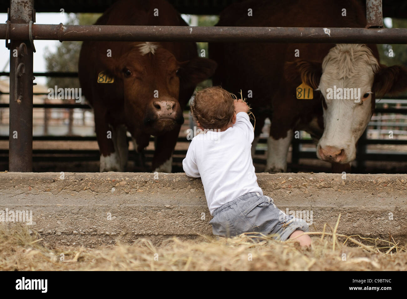 Due anno baby boy alimenta una mucca in un caseificio Foto Stock