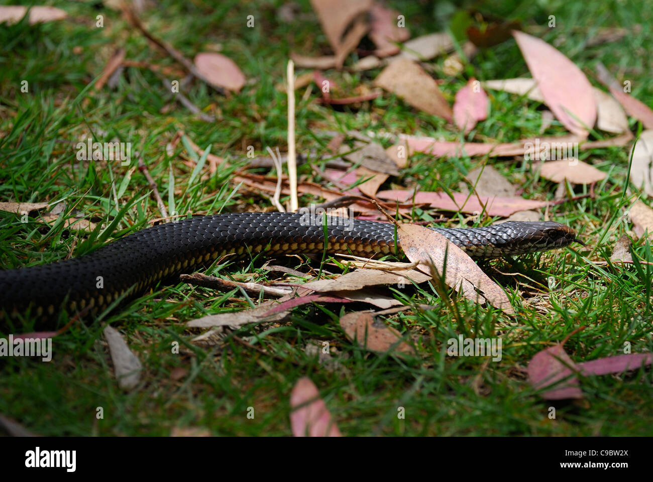 Highland Copperhead..Austrelaps ramsayi Namadgi Nat Park ACT Australia..Pryors Hut Namadgi National Park..ACT Australia Foto Stock