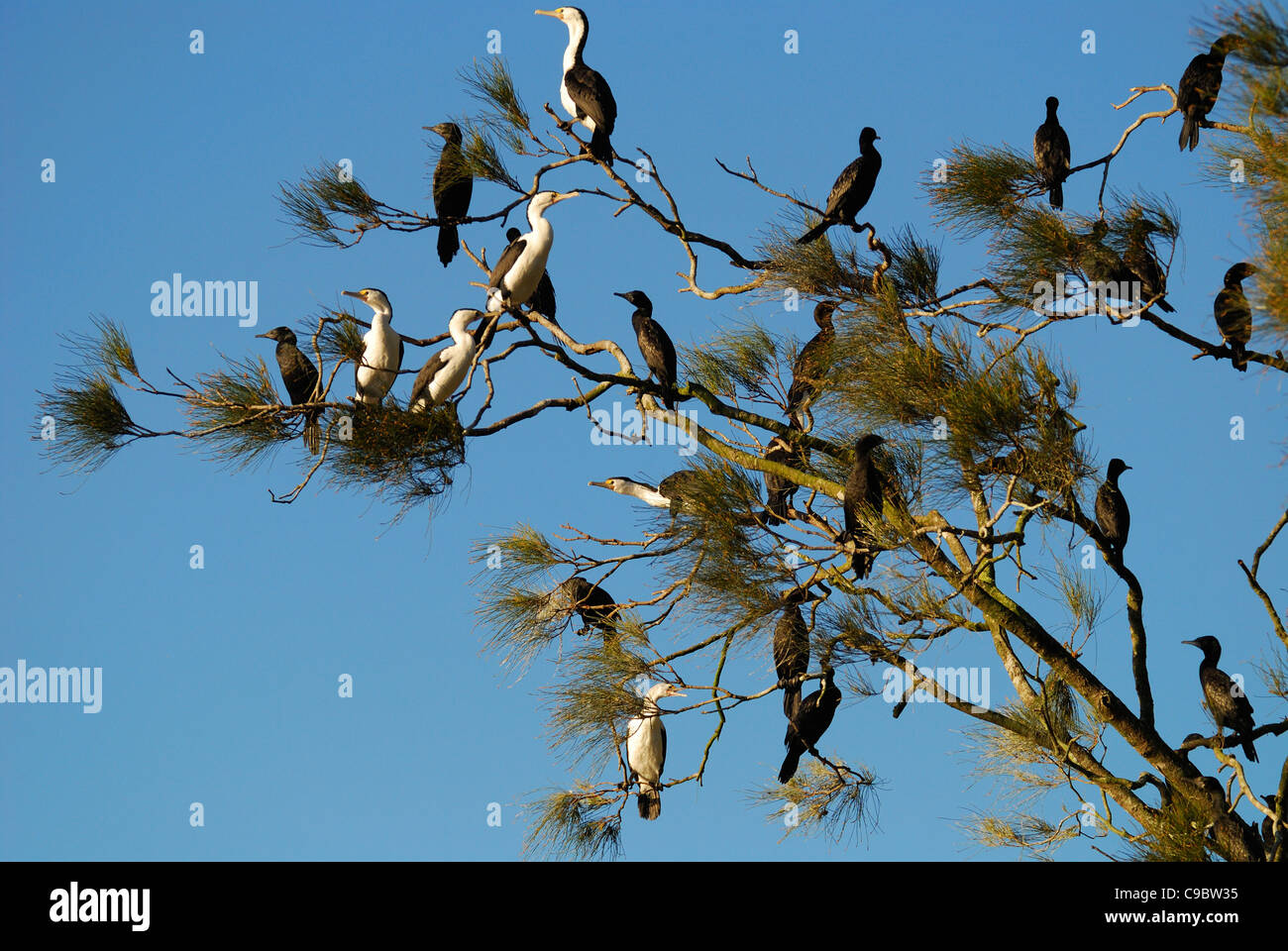 Cormorani Myall Lakes National Park NSW Australia Foto Stock