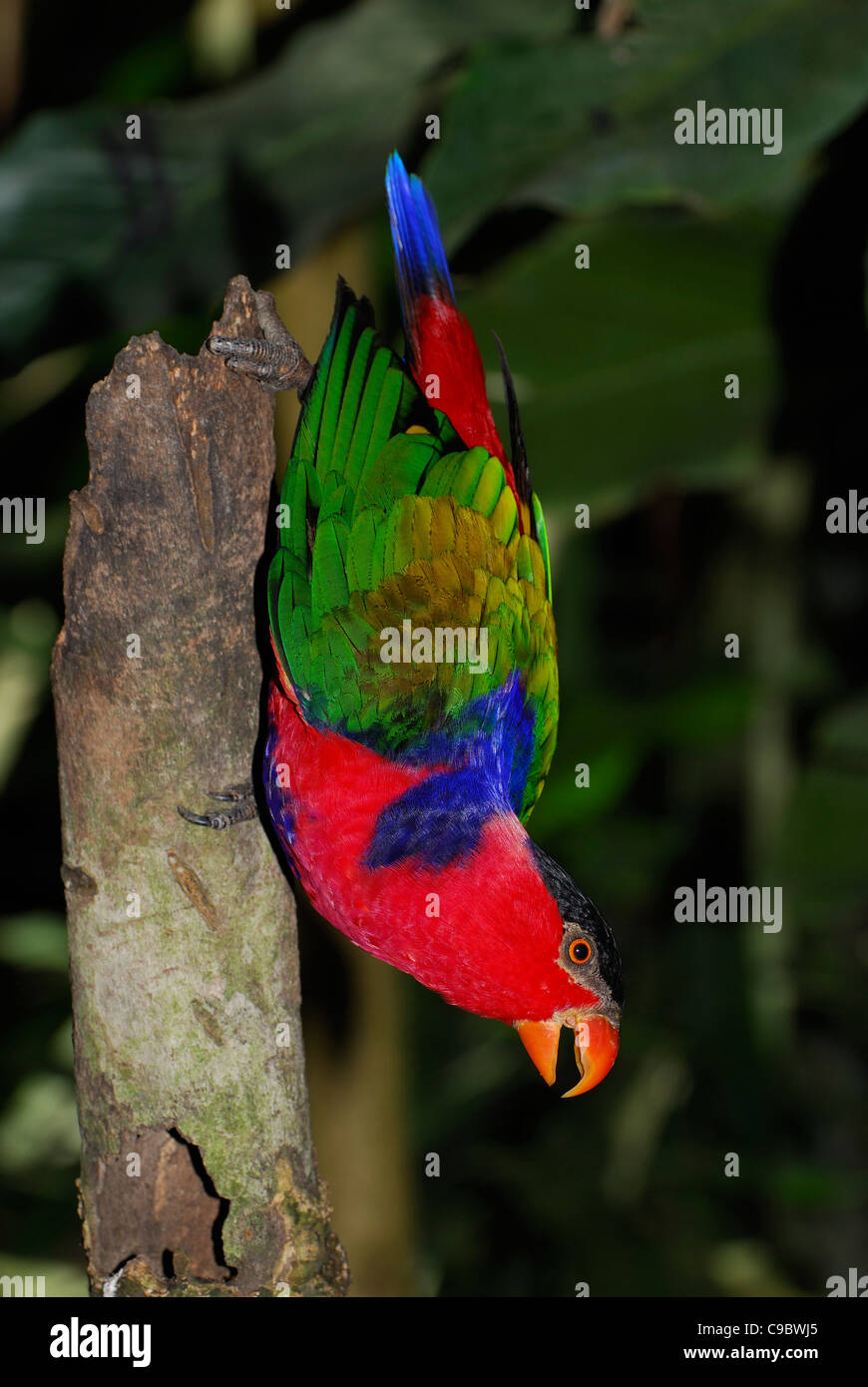 Nero-capped Lory captive Lorius lory Bali Bird Park Foto Stock