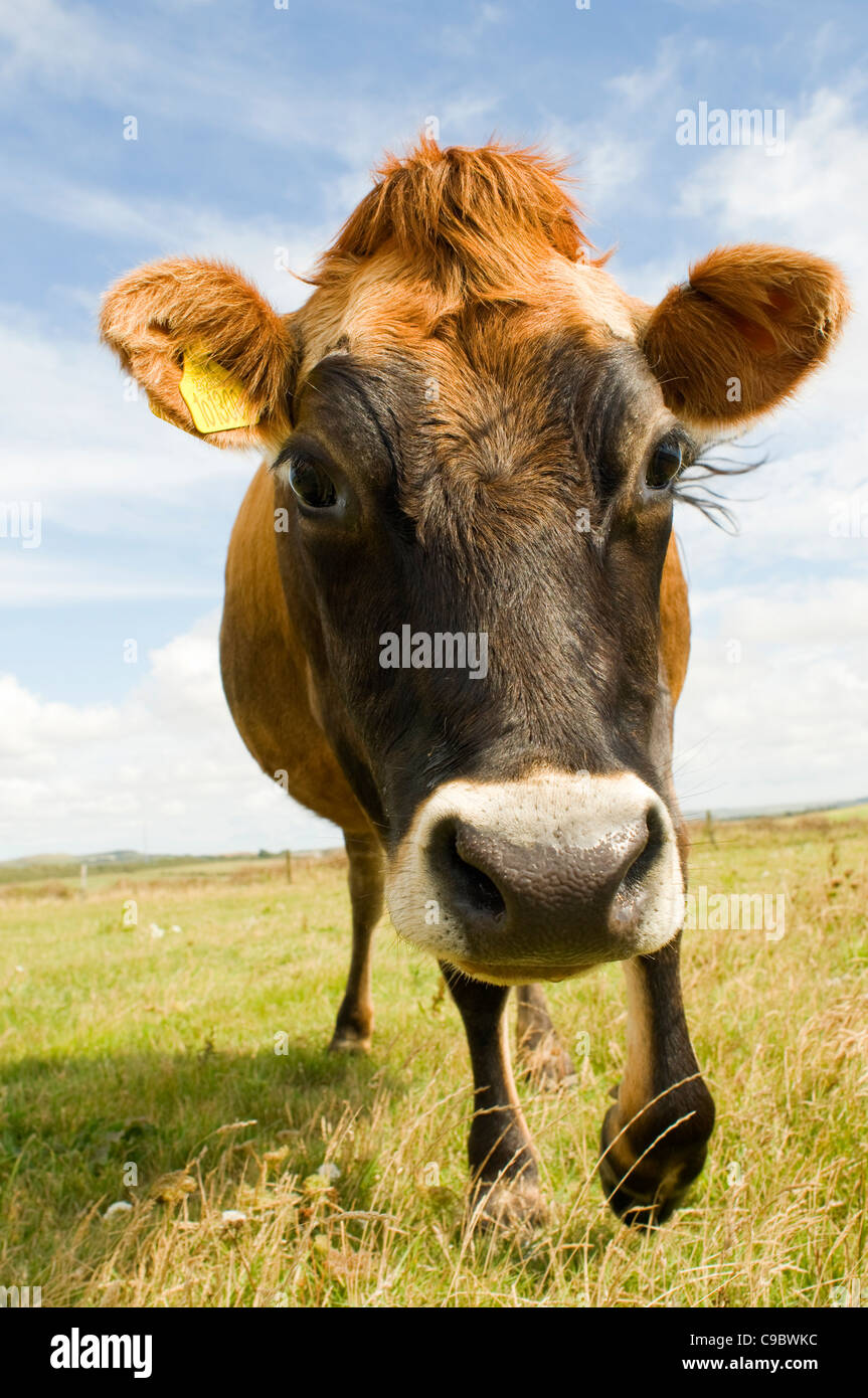 Una mucca che veniva verso di voi, grandangolo, bella occhi. Foto Stock