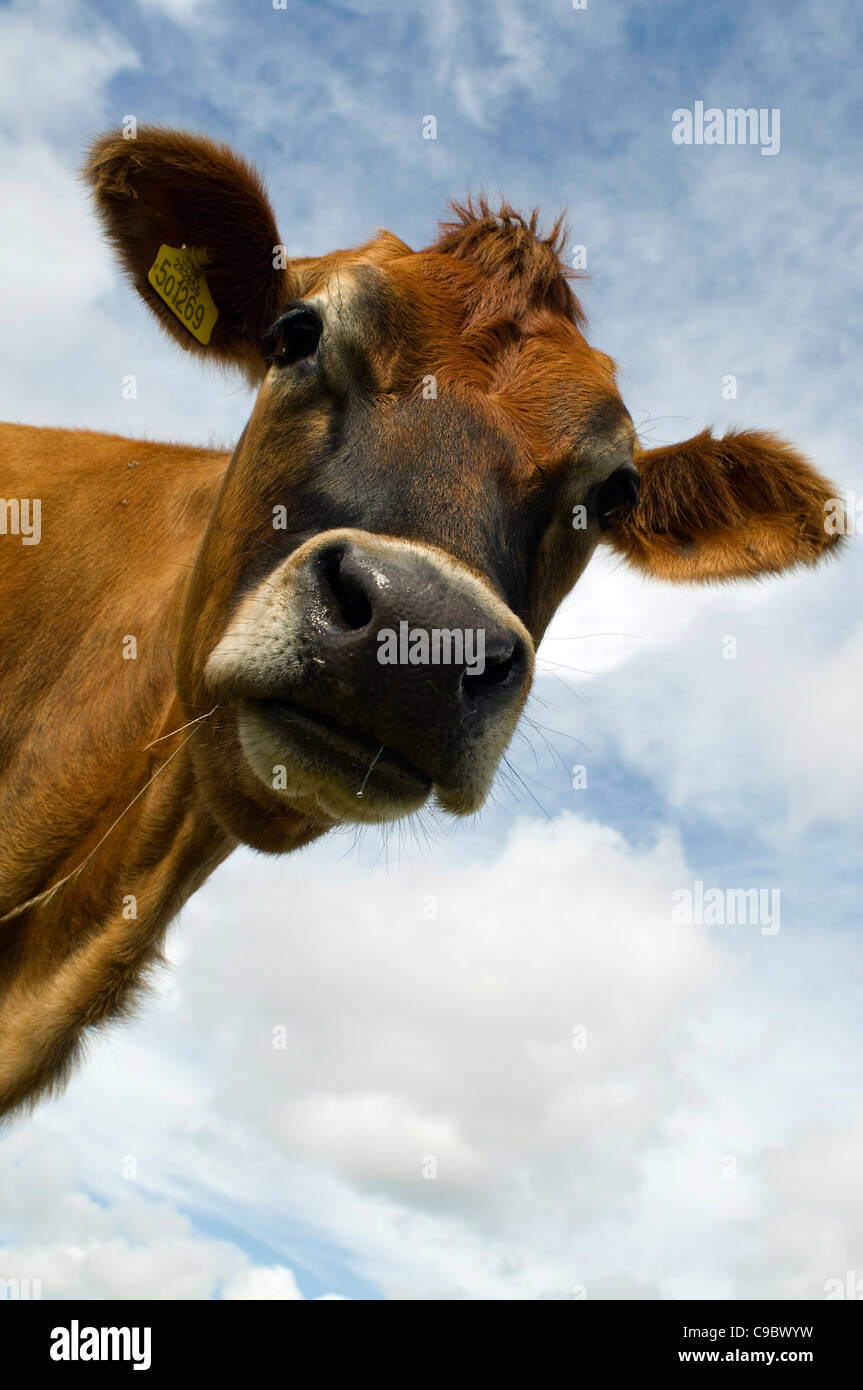 Jersey cow guardando in giù a voi, grandangolo, Foto Stock