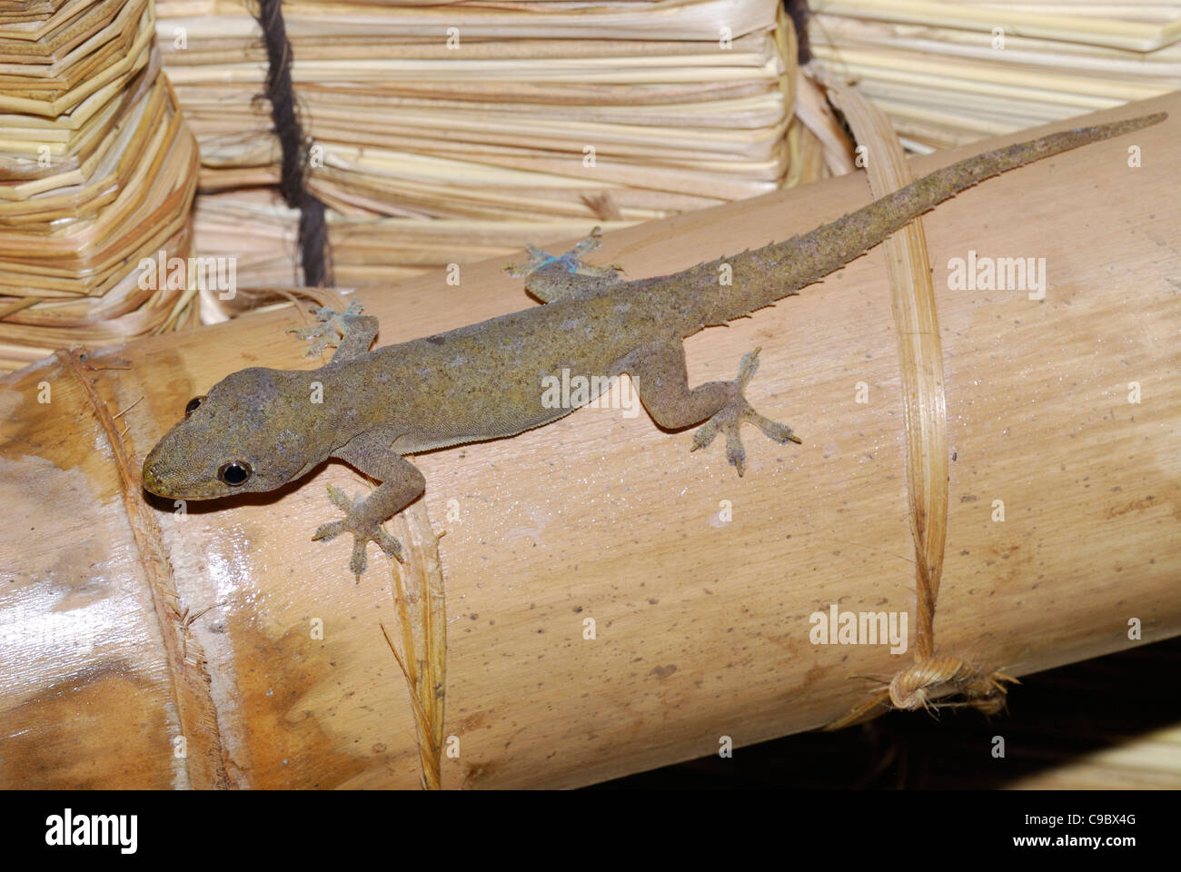 Casa comune geco Hemidactylus frenatus Ubud Bali Indonesia Foto Stock