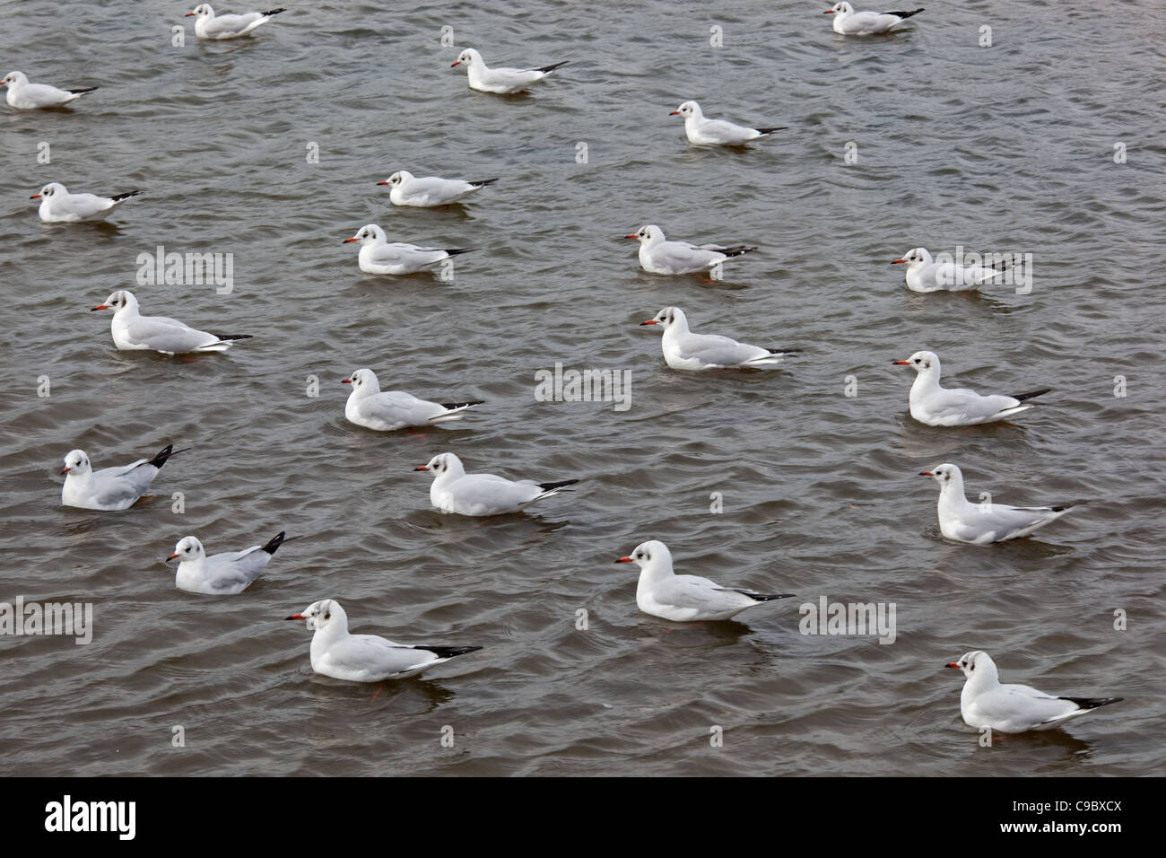 Testa nera Gabbiani Larus ridibundus nuoto in formazione Foto Stock