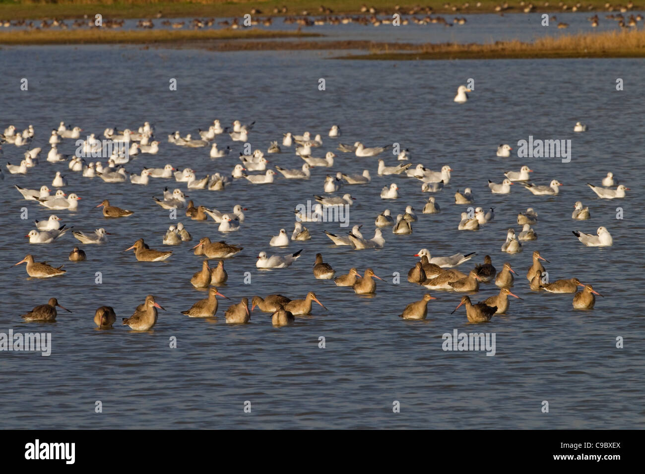 Nero-tailed godwits Limosa limosa alimentazione con i gabbiani su paludi Foto Stock