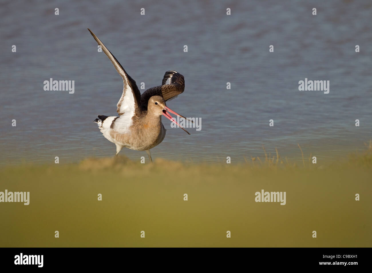 Nero-tailed Godwit Limosa limosa su paludi Cley Costa North Norfolk Foto Stock