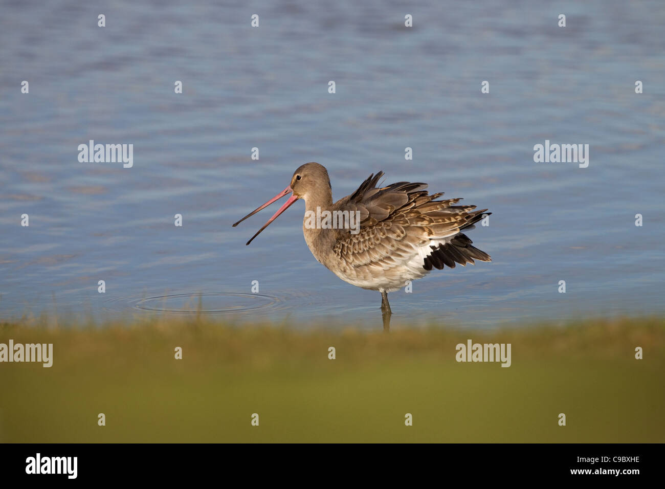 Nero-tailed Godwit Limosa limosa su paludi Cley Costa North Norfolk Foto Stock