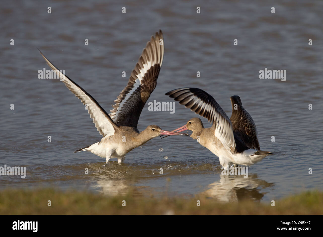 Nero-tailed godwits Limosa limosa combattimenti autunno Foto Stock