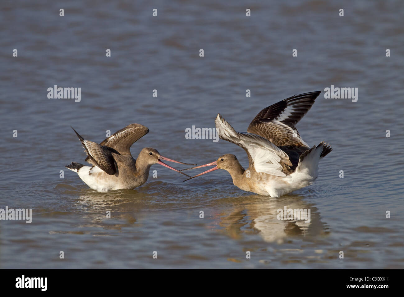 Nero-tailed godwits Limosa limosa combattimenti autunno Foto Stock