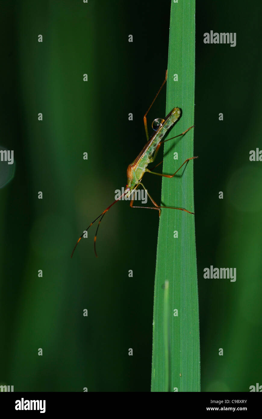 O di riso paddy Bug Leptocorisa sp feed sul Foto Stock