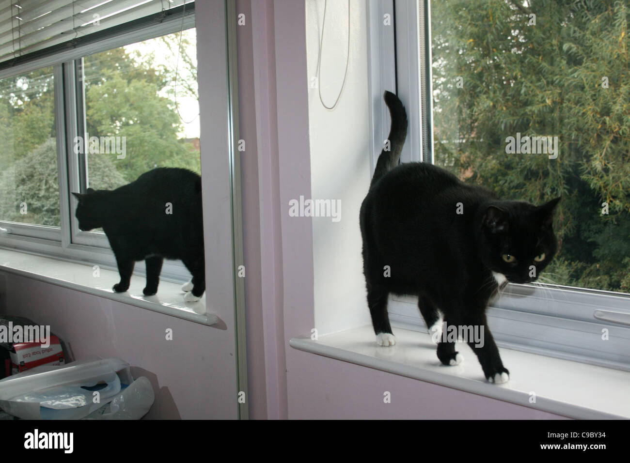 Gatto nero sulla camera da letto davanzale riflessa in specchio dietro grandi willow tree in background. Foto Stock