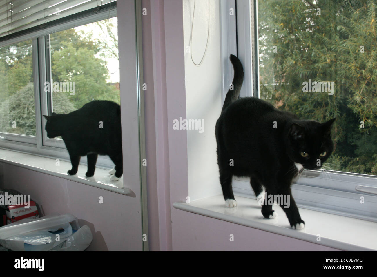 Gatto nero sulla camera da letto davanzale con la riflessione in uno specchio come esso si allontana. Foto Stock