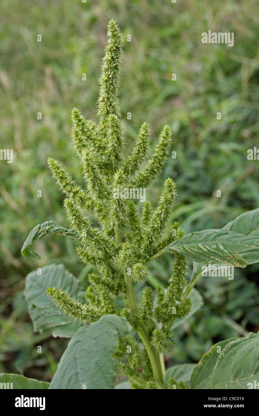 Amaranthus cruentus, Amaranto Rosso, Amaranto granella Foto Stock