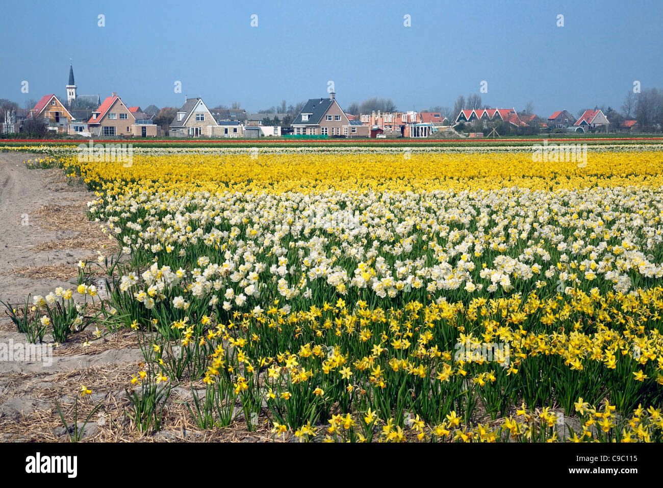 Colorate e narciso daffodil campo (Narcissus sp.) nei pressi del villaggio di Den Hoorn, Texel, Paesi Bassi Foto Stock