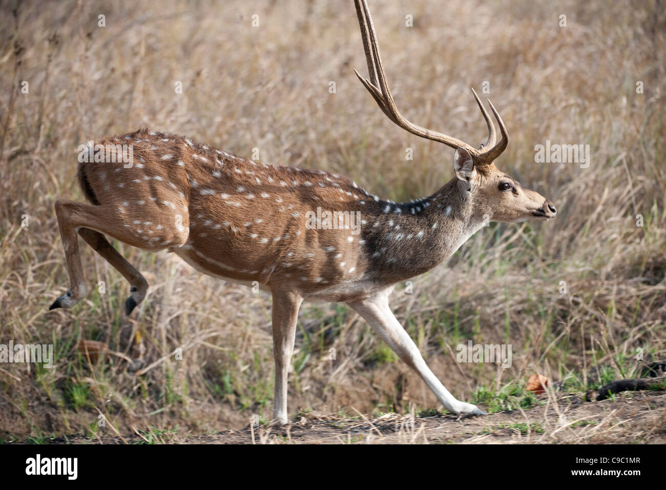 Avvistato cari Cervus asse Parco Nazionale di Kanha India Foto Stock