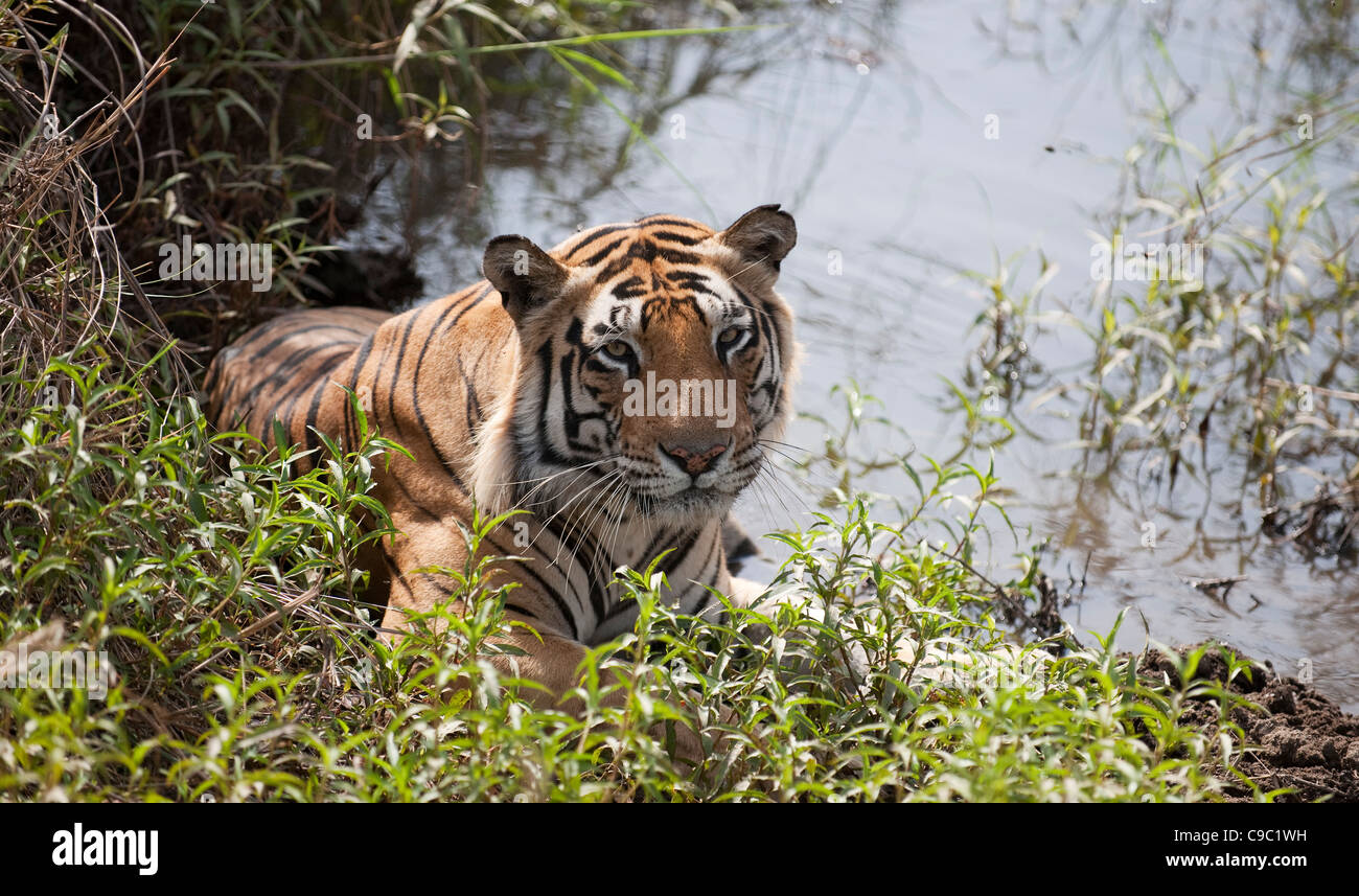 Royal tigre del Bengala Panthera tigris Parco Nazionale di Kanha India Foto Stock