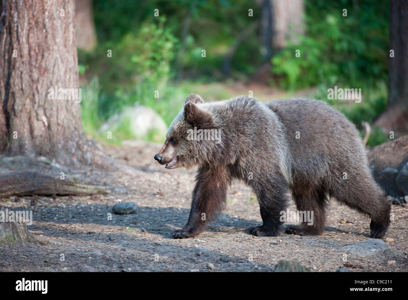 Eurasian brown Bear Cub Finlandia Foto Stock