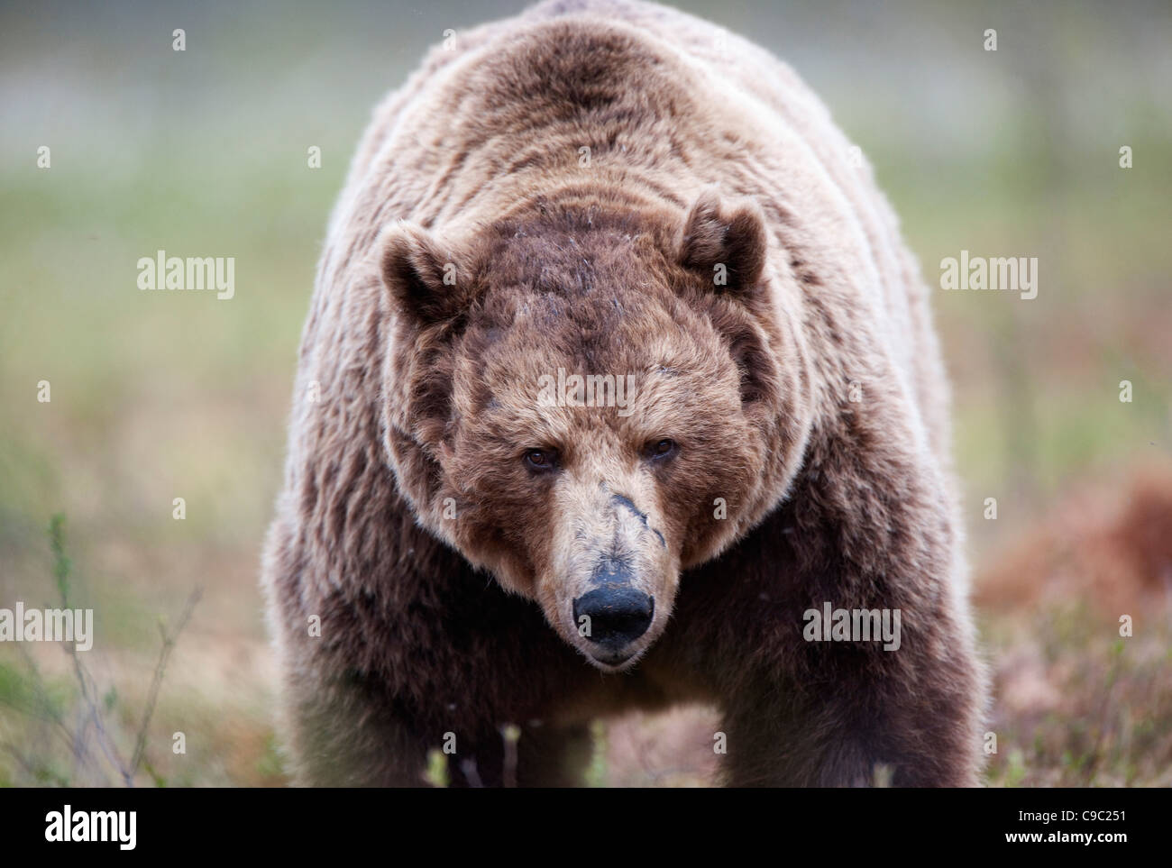 Eurasian orso bruno della Finlandia Foto Stock